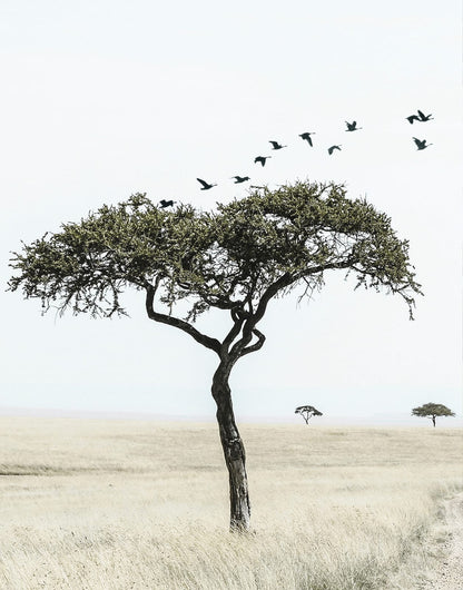 Lone broad-canopied tree in pale grassland with birds overhead