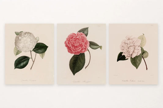 Cream, pink-red, and pale pink camellias among dark green leaves.
