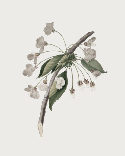 A flowering branch with blossoms spaced along it.