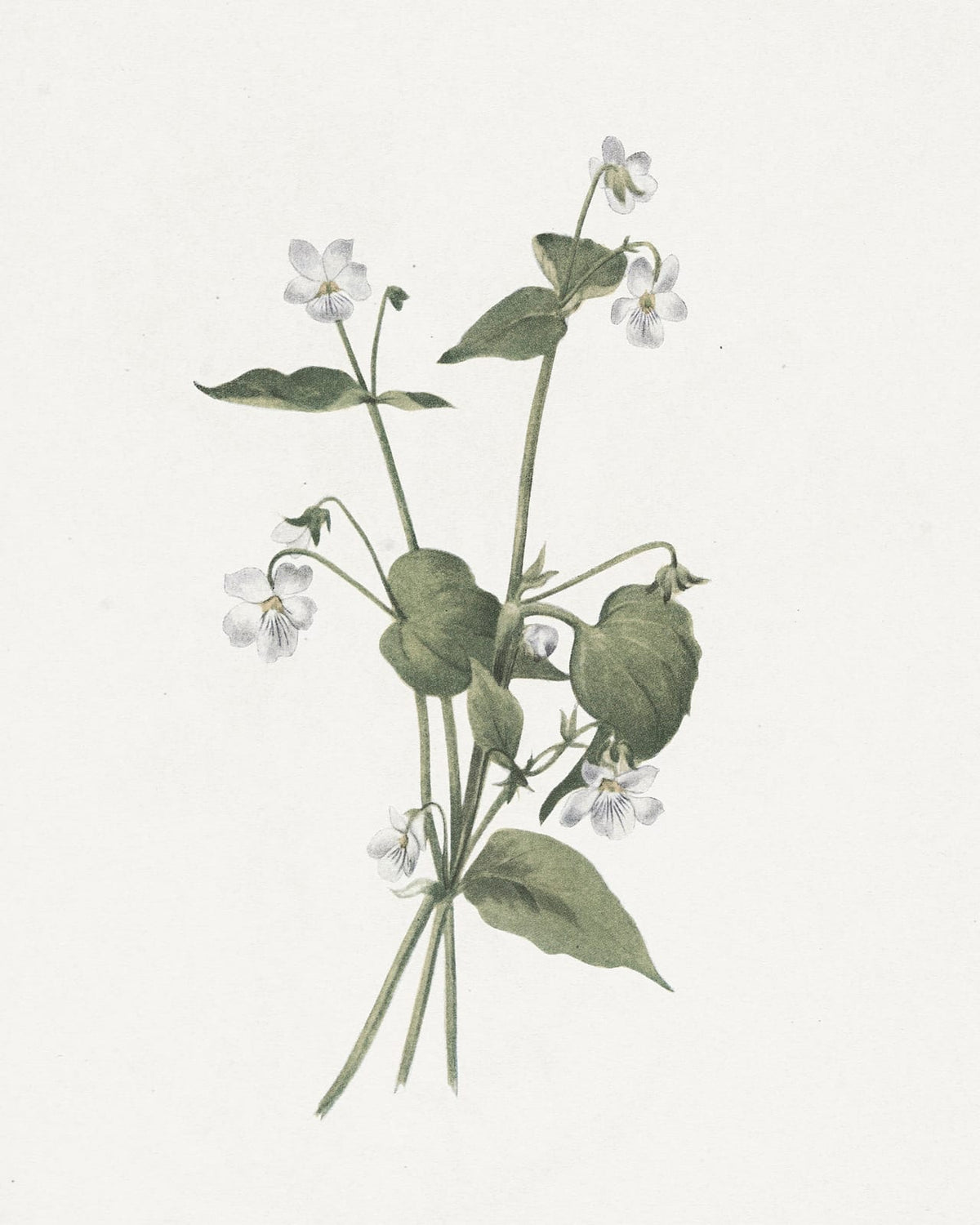 Lilac-colored flowers on upright stems.
