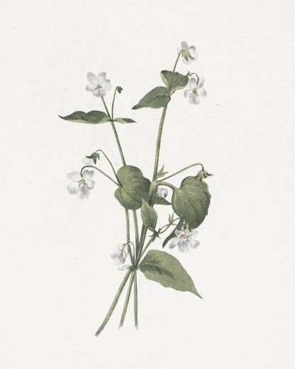 Lilac-colored flowers on upright stems.