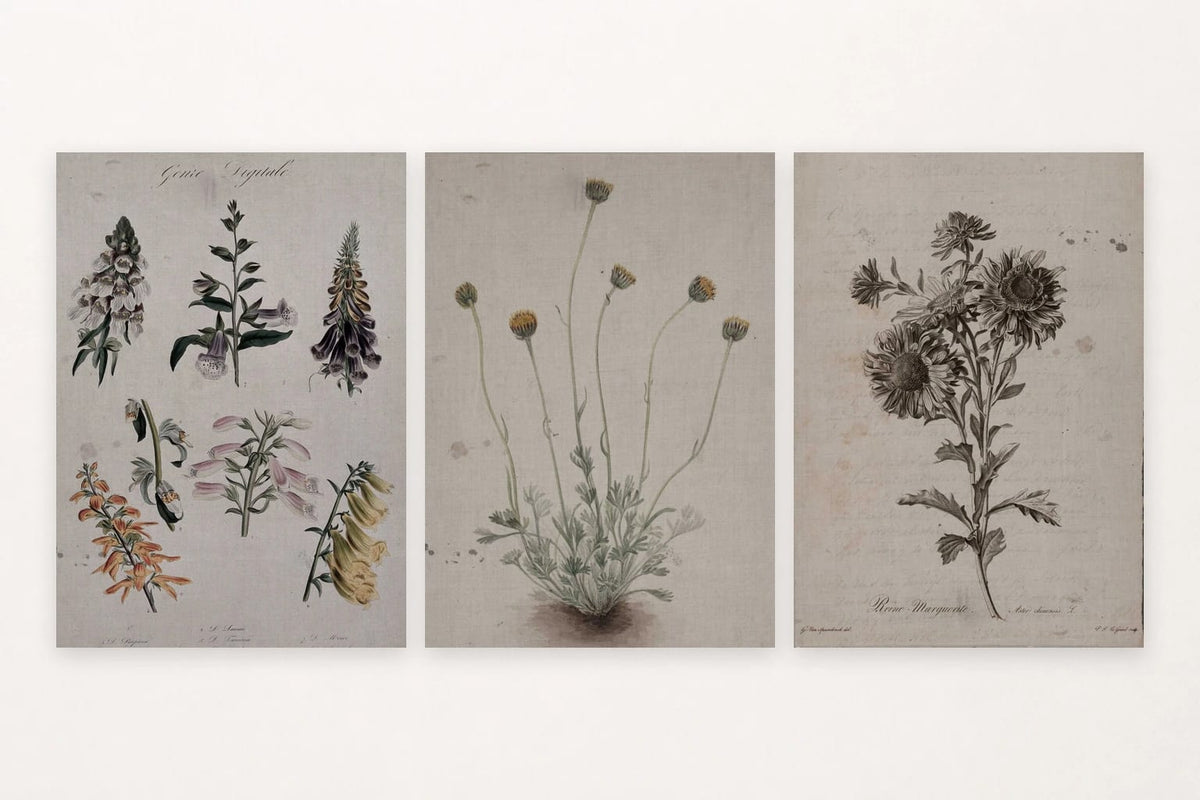 Three botanical studies show labeled bellflowers, rounded blooms, and a flowering branch.
