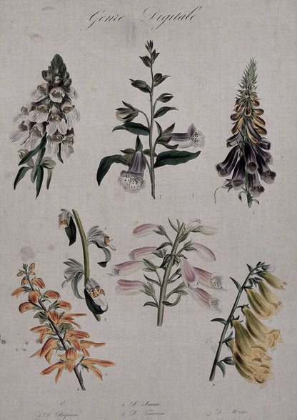 Bell-shaped flowers appear on a botanical plate with handwritten labels.