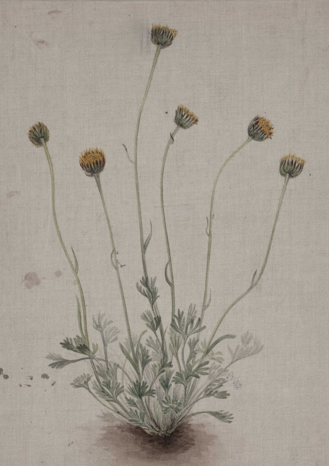 A flowering plant has clusters of rounded flower heads.