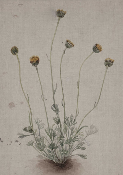 A flowering plant has clusters of rounded flower heads.