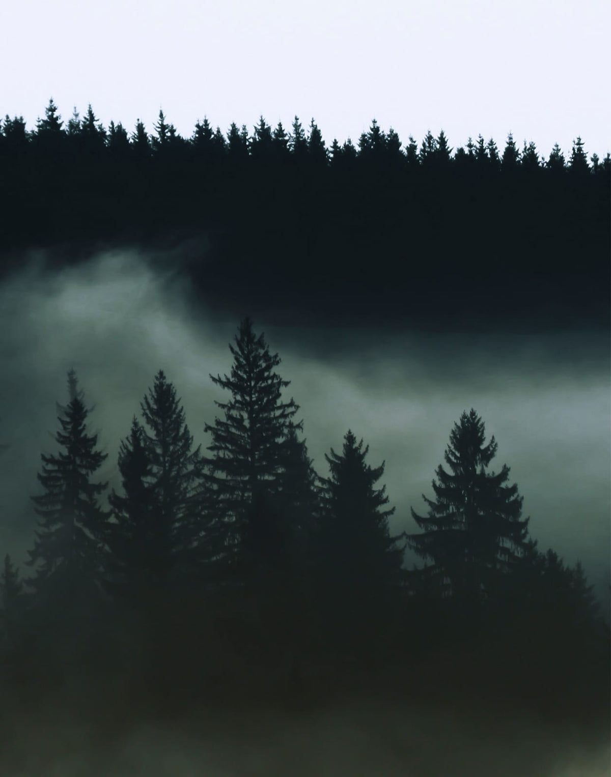 Three dark green forest panels fading into blue-gray mist, panel 1 of 3