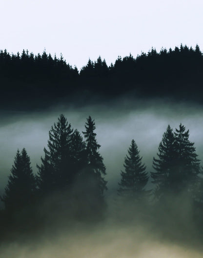 Three dark green forest panels fading into blue-gray mist, panel 2 of 3