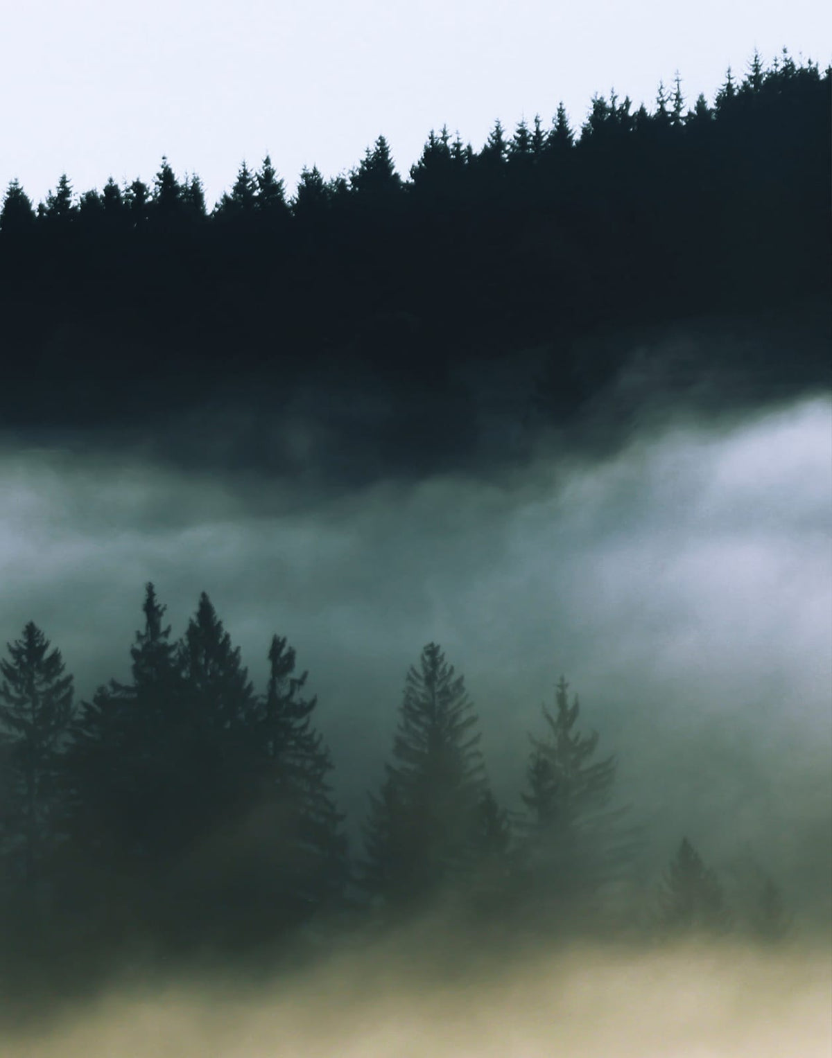 Three dark green forest panels fading into blue-gray mist, panel 3 of 3