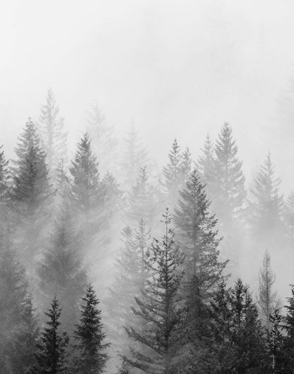 Three misty evergreen forest panels in pine green, sage, gray, and white, panel 1 of 3