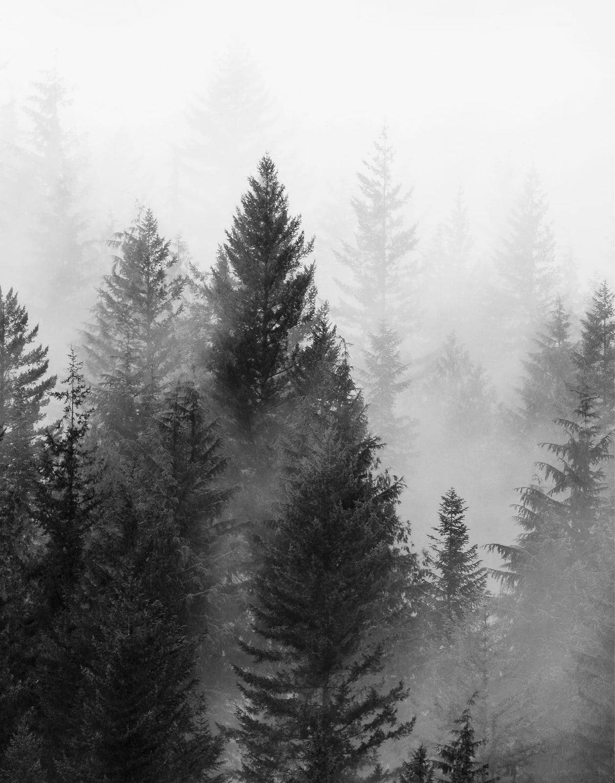 Three misty evergreen forest panels in pine green, sage, gray, and white, panel 2 of 3