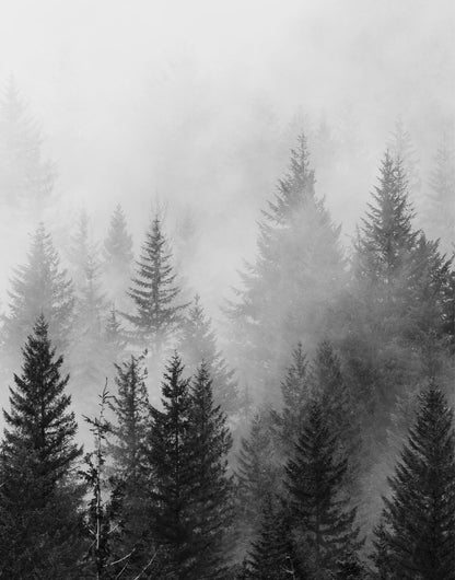 Three misty evergreen forest panels in pine green, sage, gray, and white, panel 3 of 3