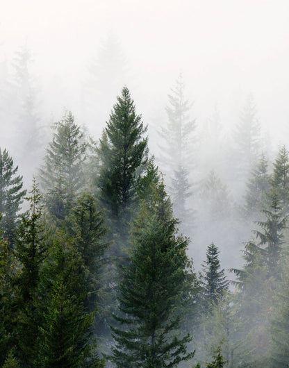 Dark evergreen trees rising through pale gray mist