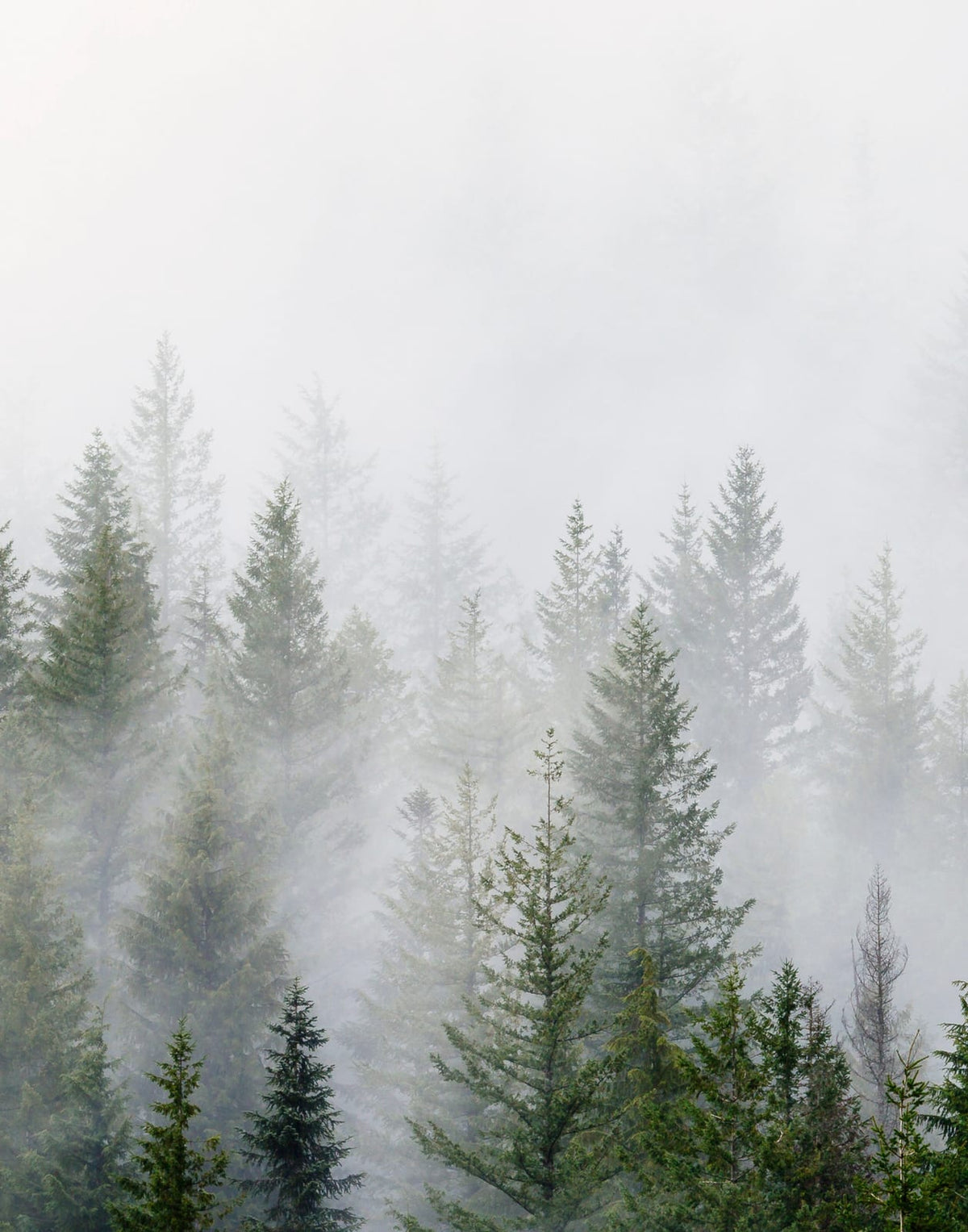 Layered conifer forest in sage green and white mist