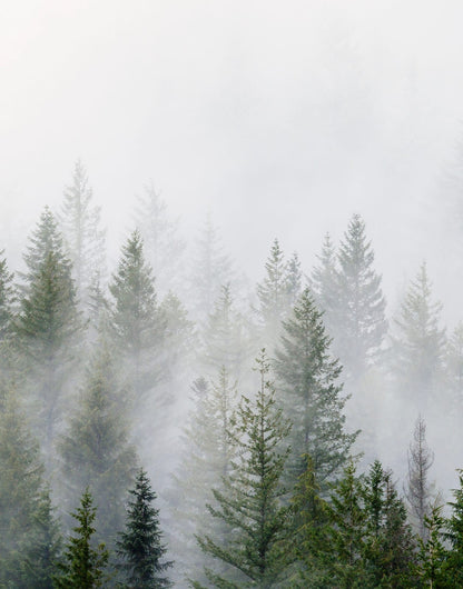 Layered conifer forest in sage green and white mist