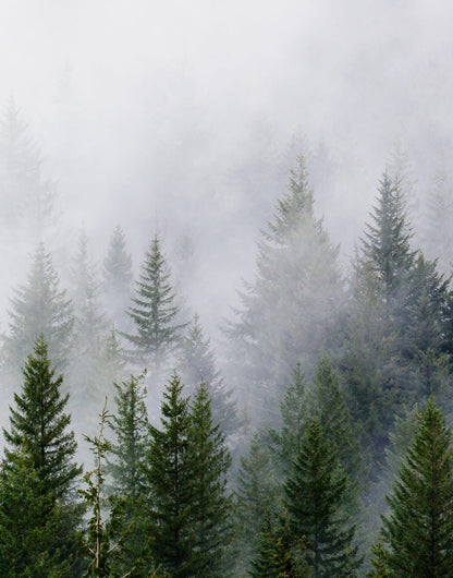 Misty evergreen forest with a dark green foreground