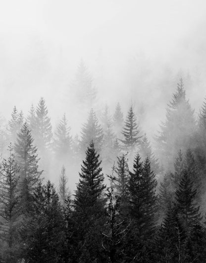 Dark conifers fading into white-gray forest mist