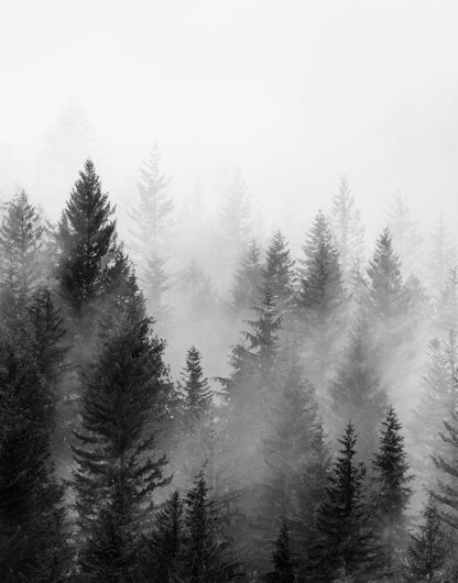 Grayscale evergreen forest with a dark foreground and pale mist