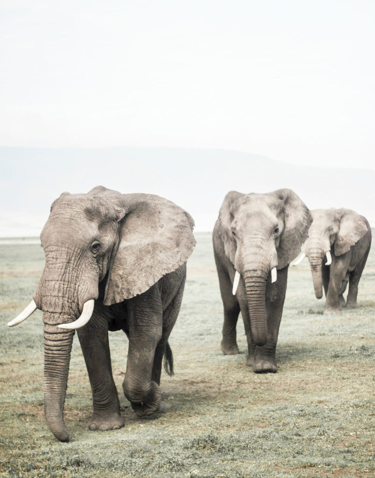 Elephants standing in pale open grassland