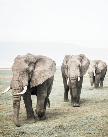 Elephants standing in pale open grassland
