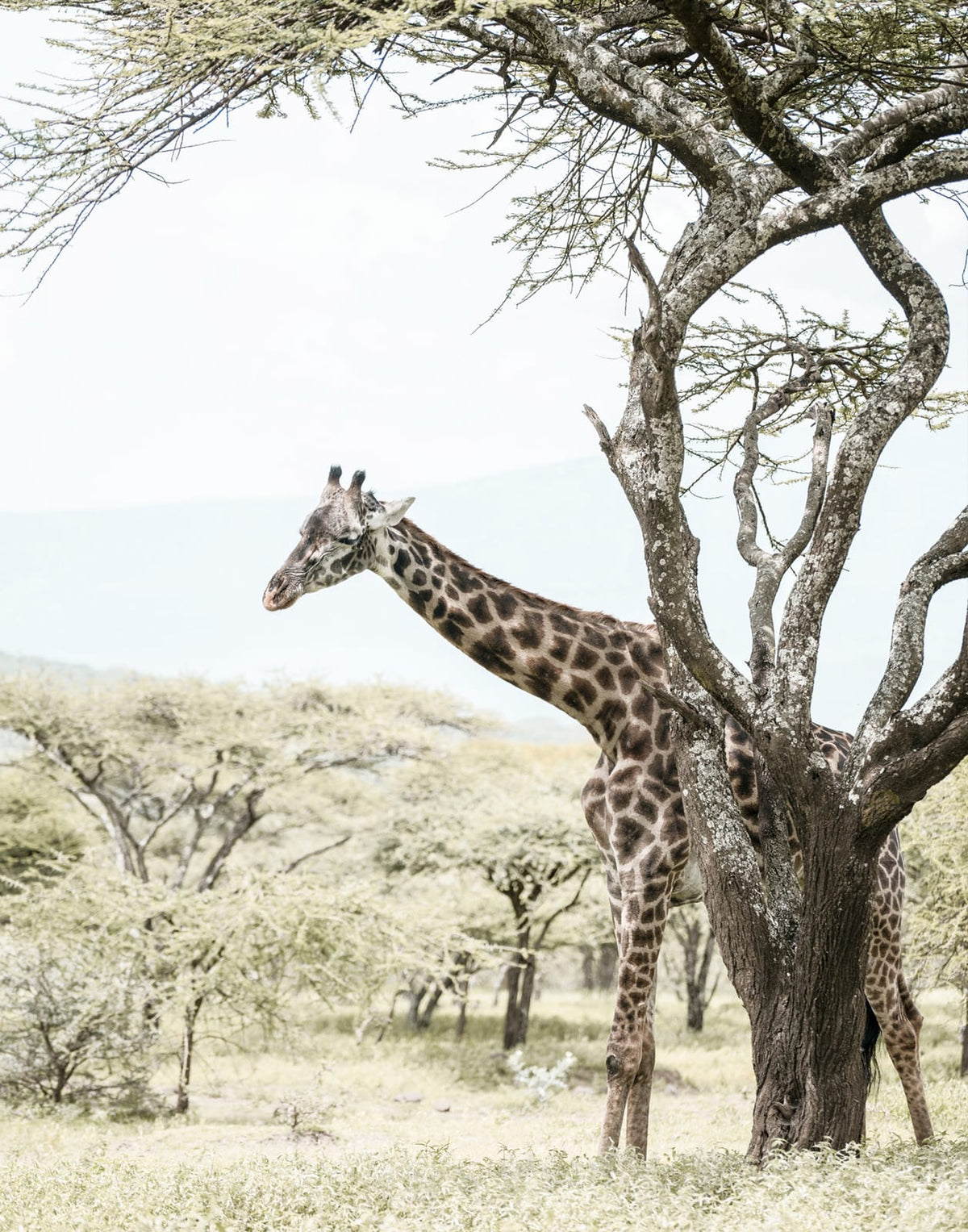 Giraffe standing against a pale grassland background