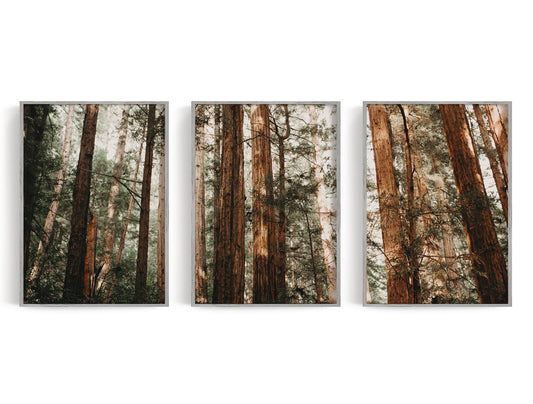 Redwood forest photography trio with warm trunks, deep green branches, and pale haze