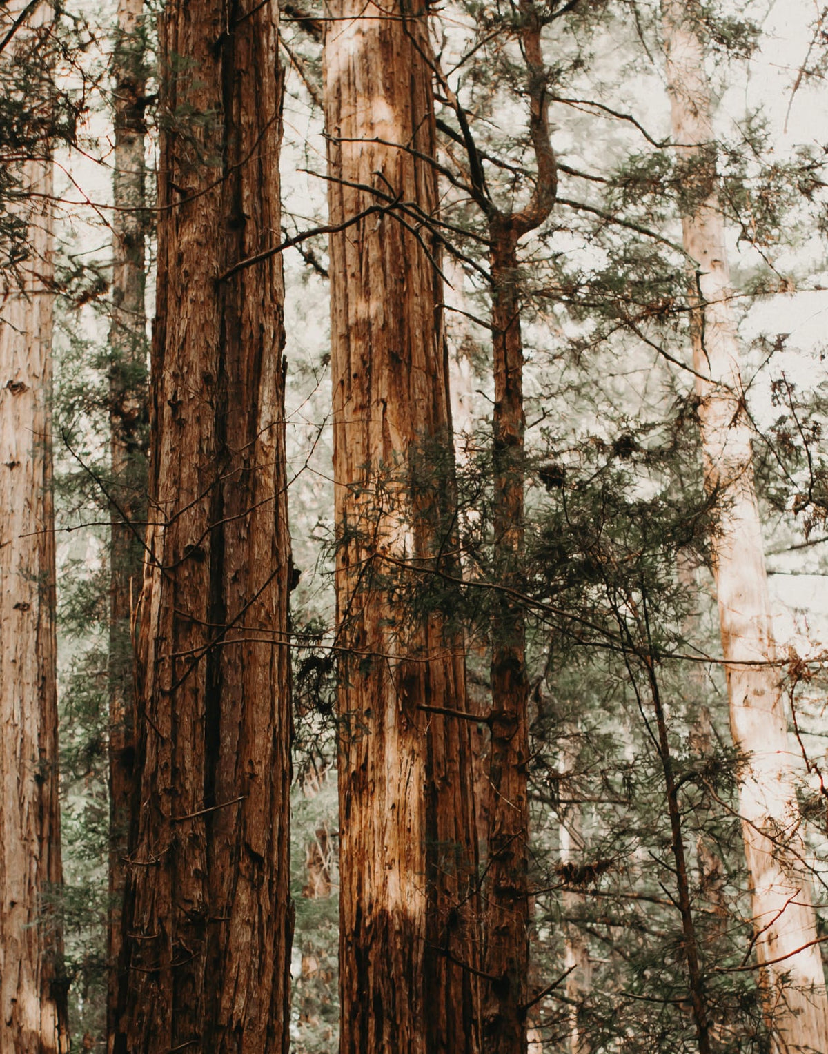 Cluster of tall redwood trunks with layered branches and warm brown bark