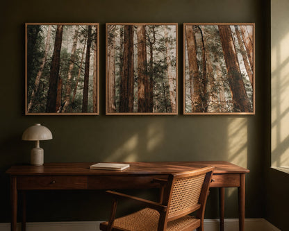 Redwood Canopy Trio above a walnut desk in a deep olive home office
