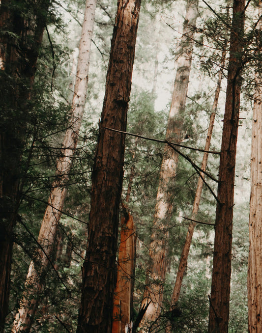 Dark redwood trunks and green branches receding into pale forest haze