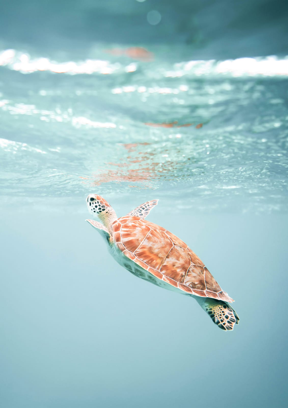 A sea turtle swims beneath clear turquoise water in an aerial coastal photograph