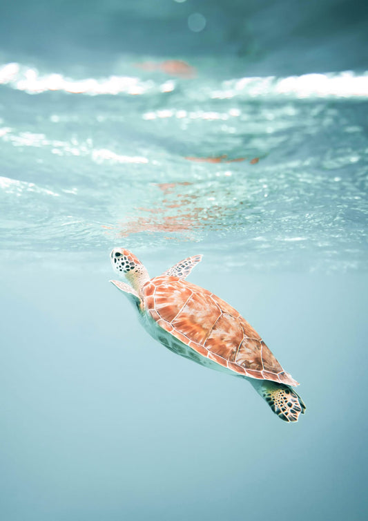 A sea turtle swims beneath clear turquoise water in an aerial coastal photograph