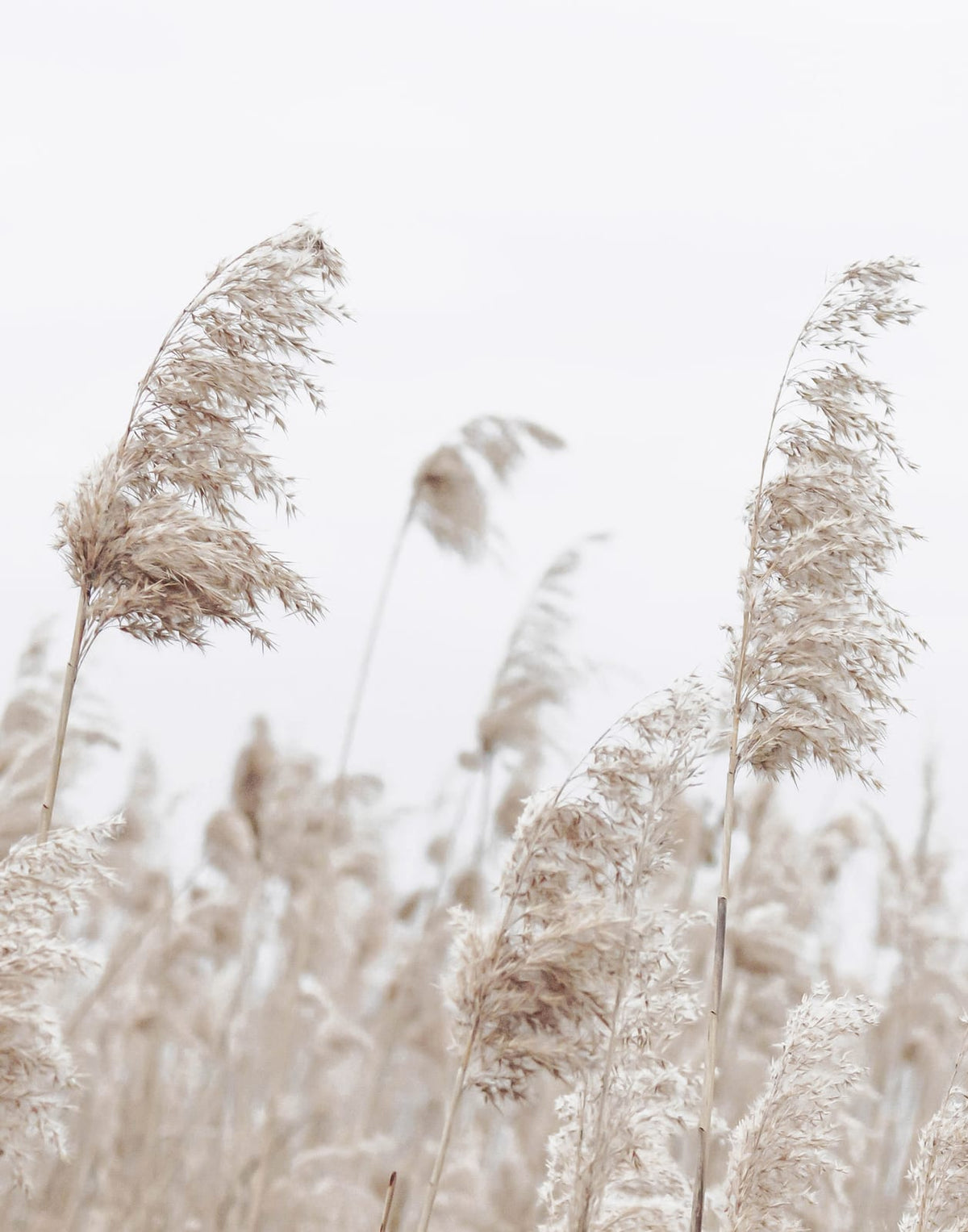 Beige plume-like reeds against a pale coastal background