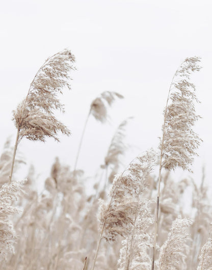 Beige plume-like reeds against a pale coastal background