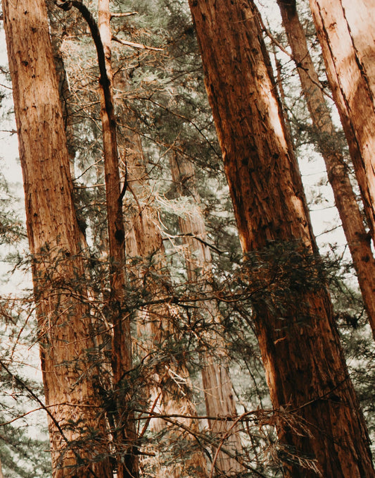 Sunlit leaning redwood trunks above dense dark green forest branches