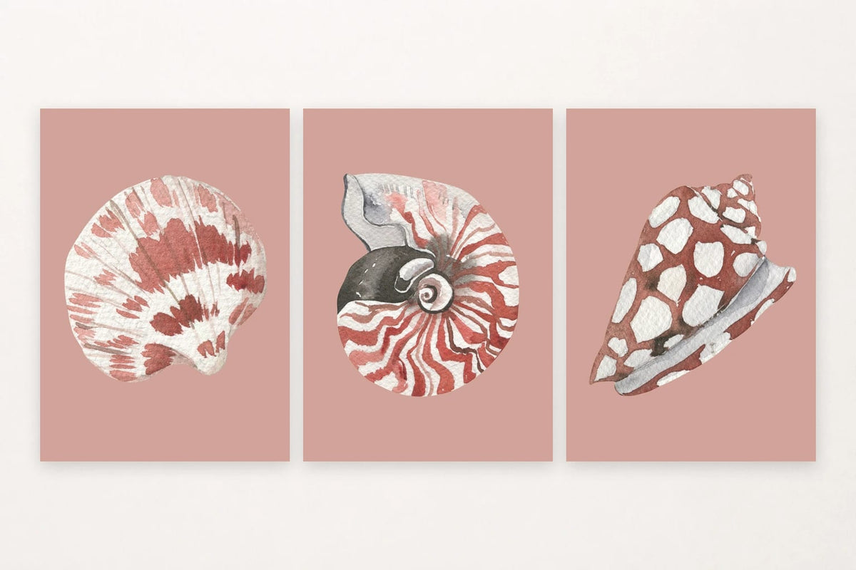 Three shell studies in soft pink: fan shell, striped spiral, and spotted form.
