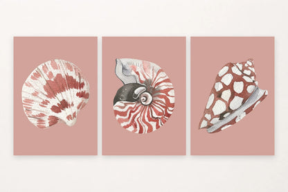 Three shell studies in soft pink: fan shell, striped spiral, and spotted form.