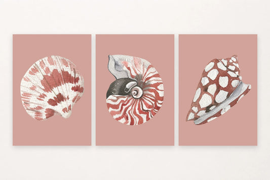 Three shell studies in soft pink: fan shell, striped spiral, and spotted form.