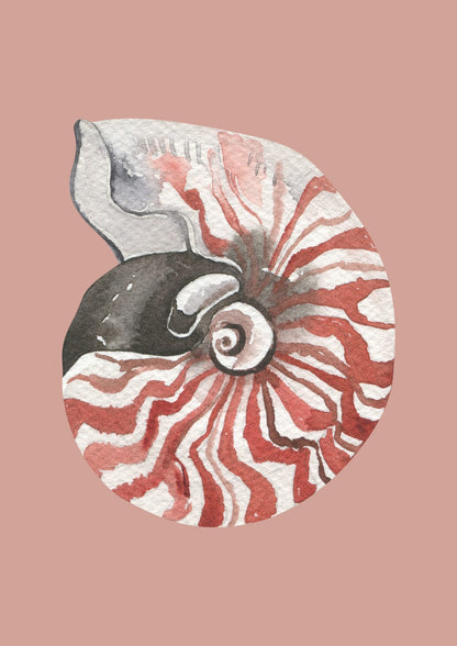 striped shell with a spiral.