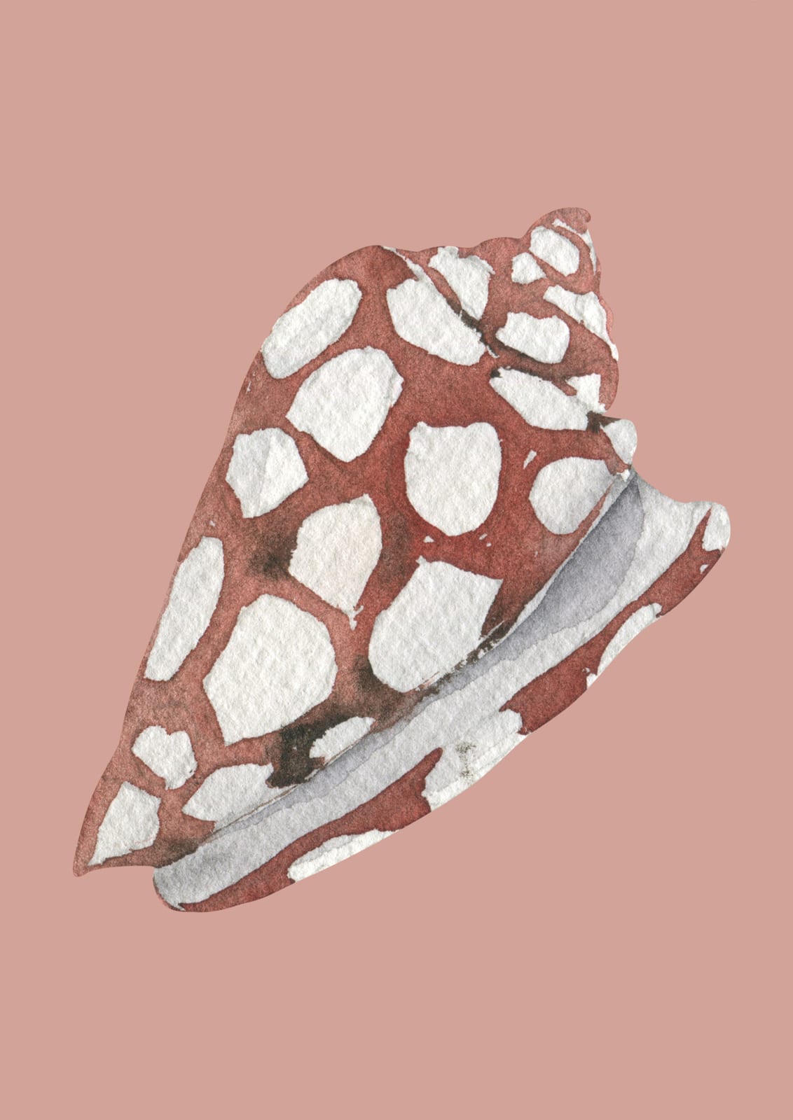spotted marine shell.