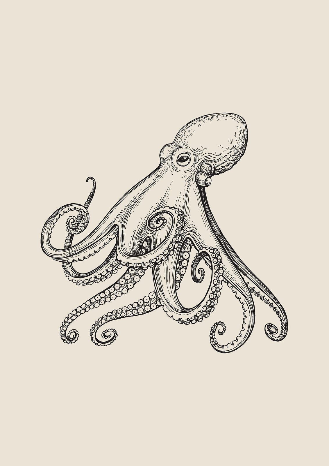 octopus with arms radiating outward.