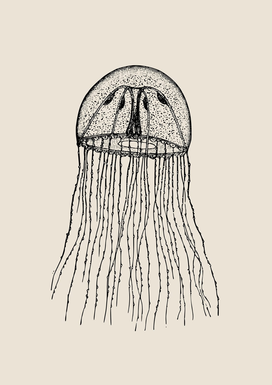 jellyfish with long fine tentacles.