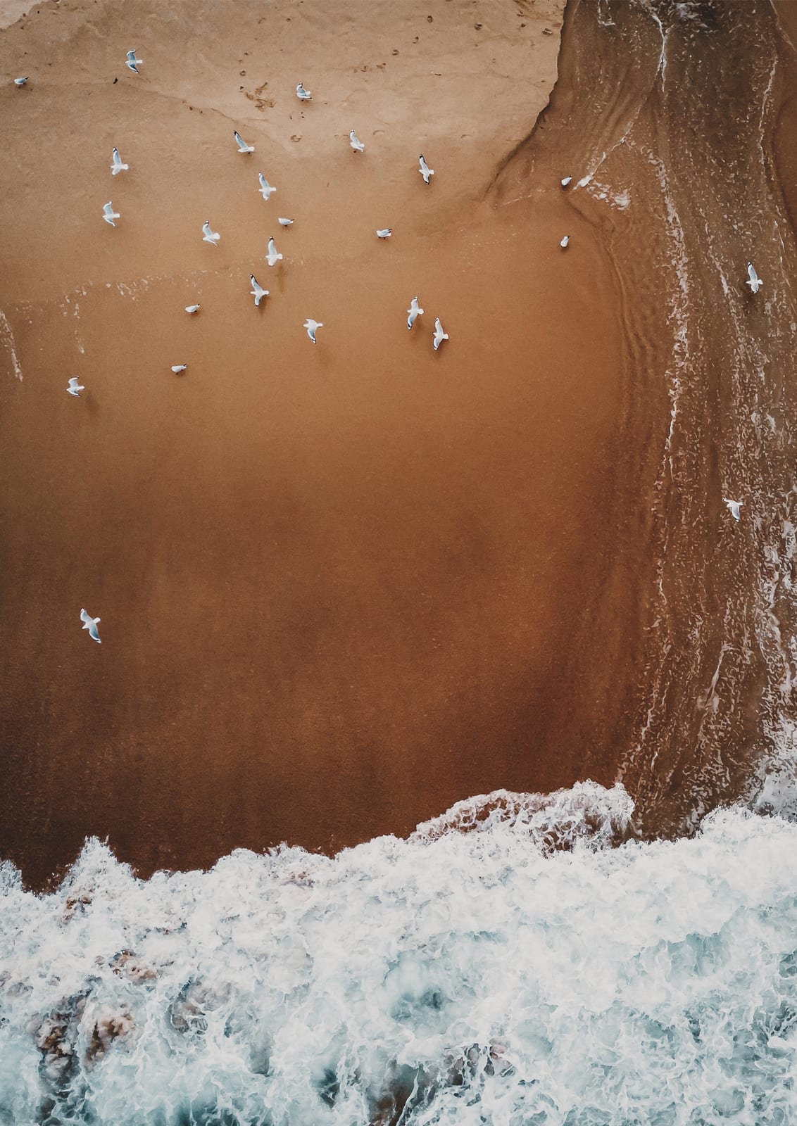 birds and surf seen from above.