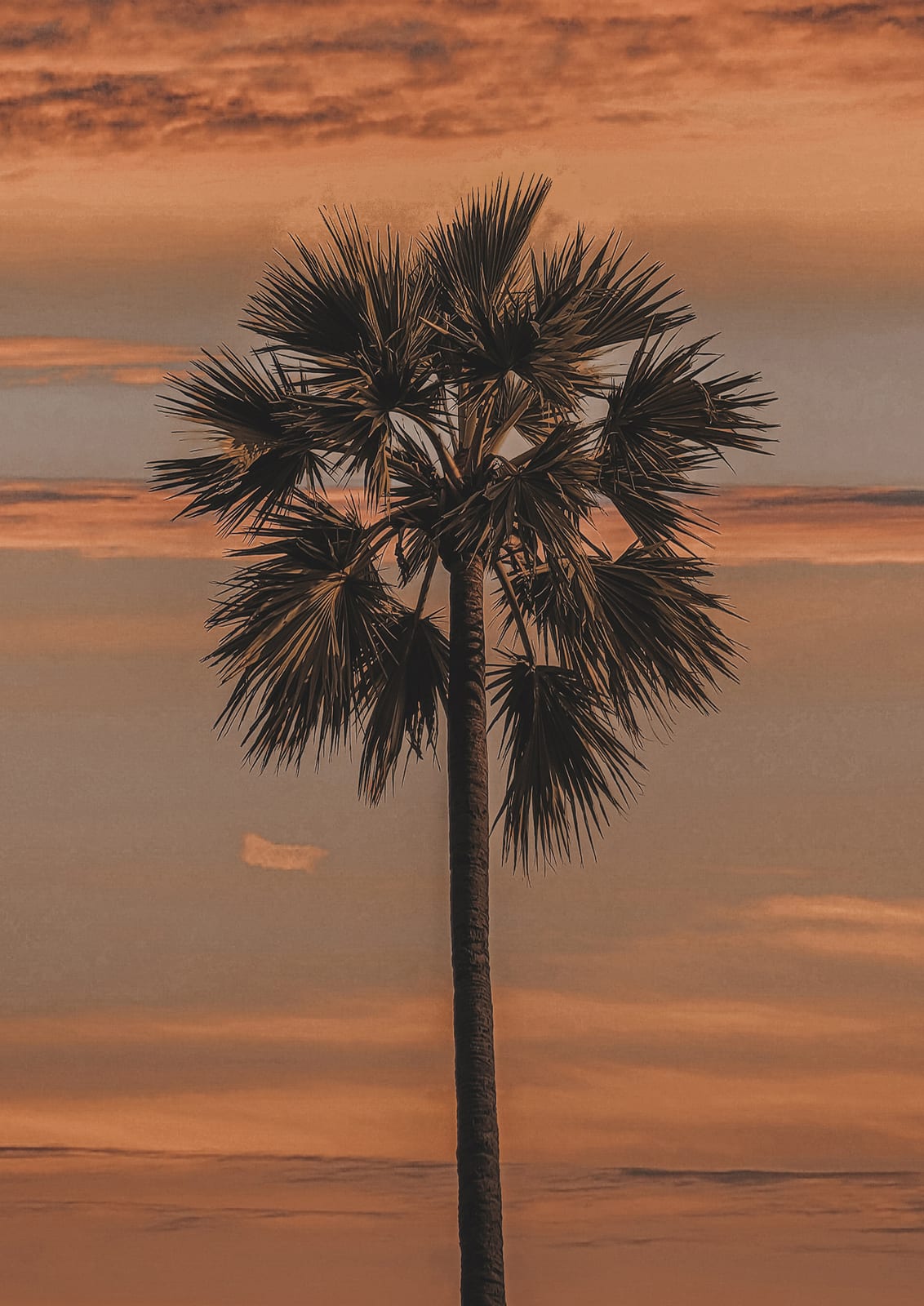 palm silhouette on a warm orange sky.