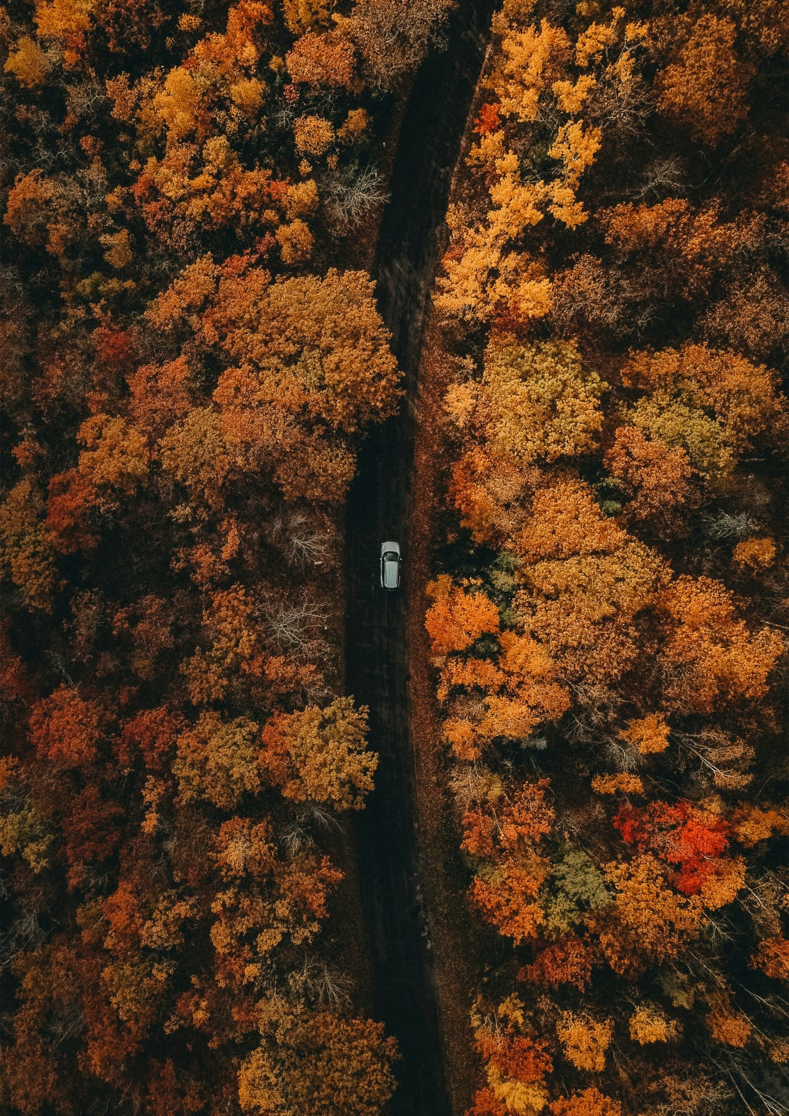 forest road with a car among trees.