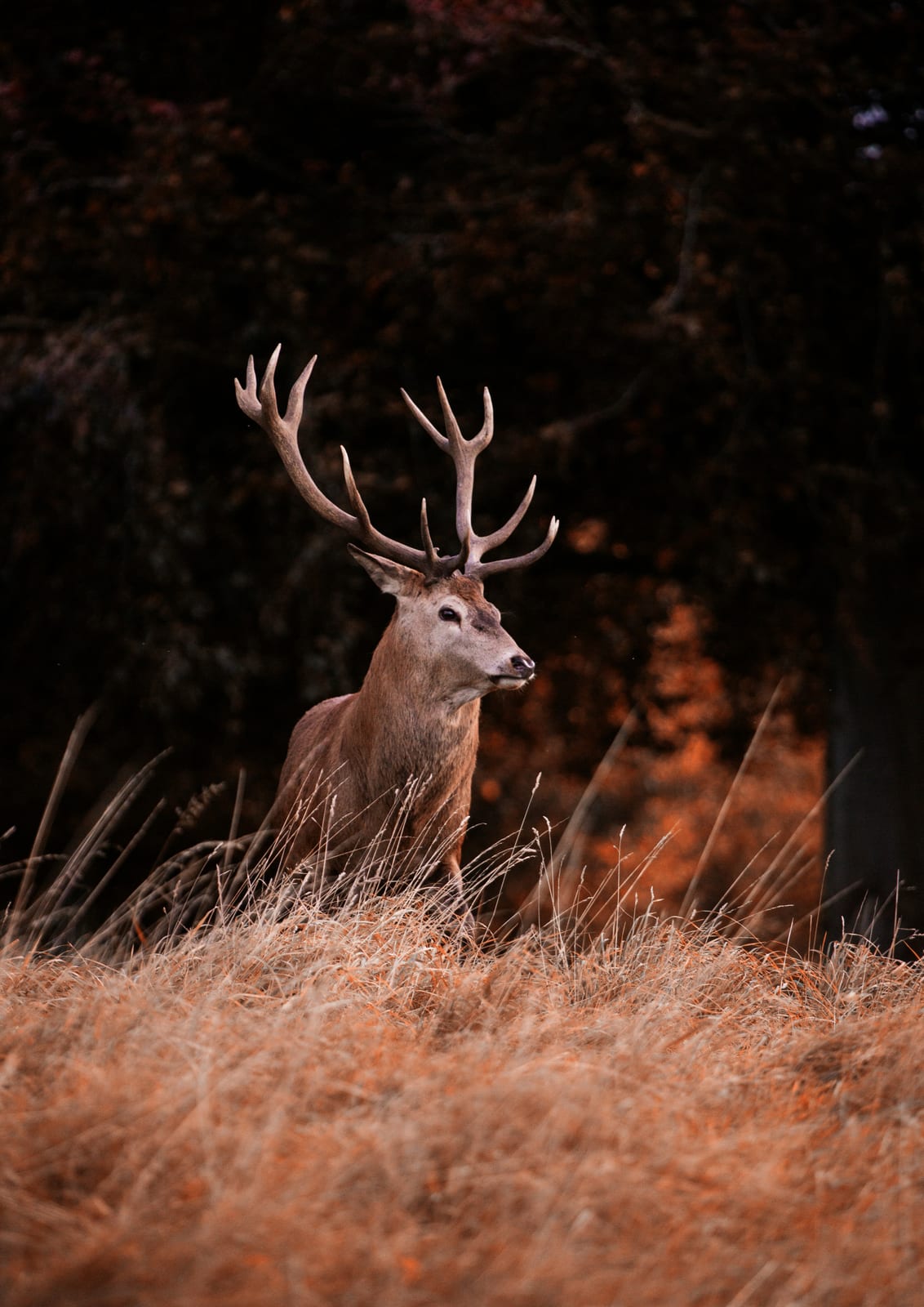 deer against a wooded background.