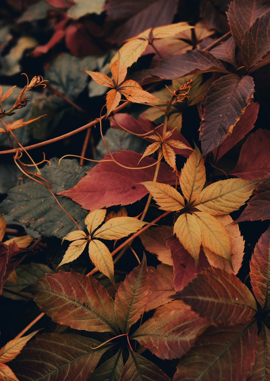 close view of autumn leaves.