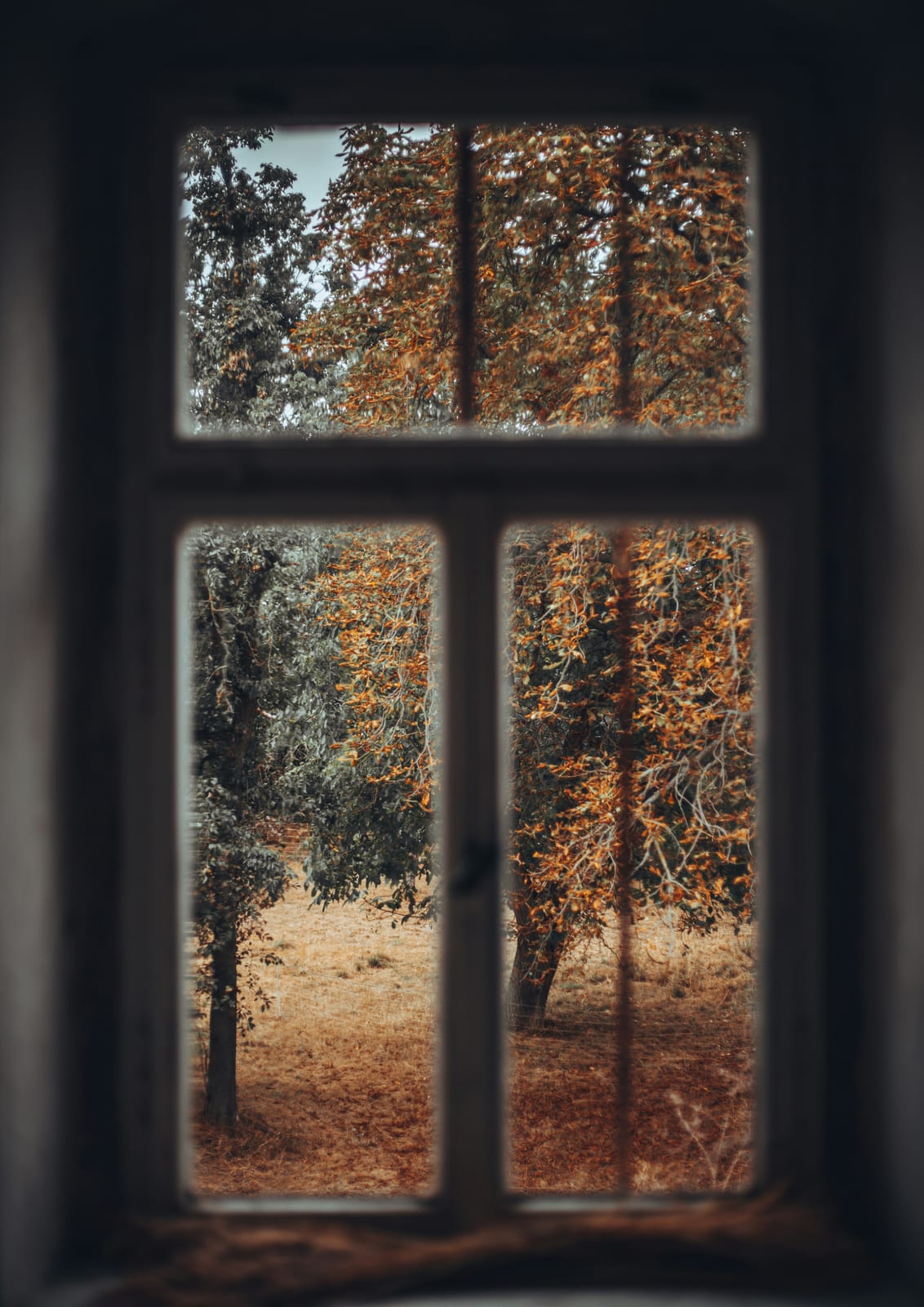 forest seen through an old window.