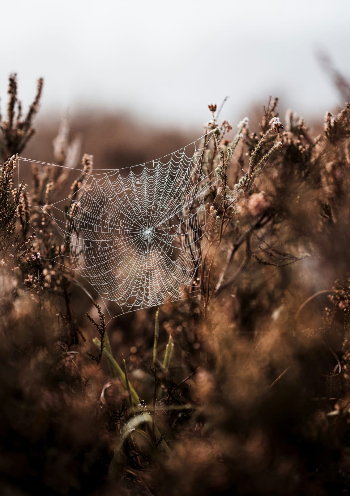 spider web among dry grass.