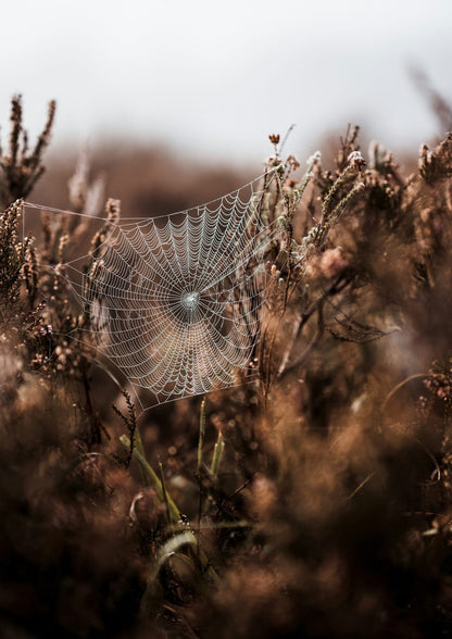 spider web among dry grass.