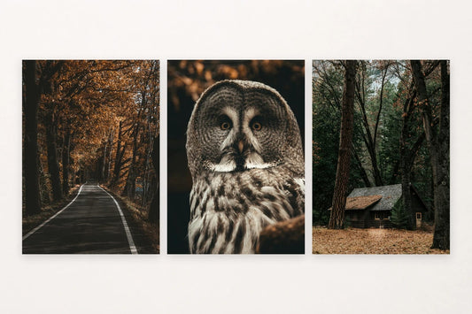 Forest prints with a tree-lined road, owl portrait, and small woodland house.