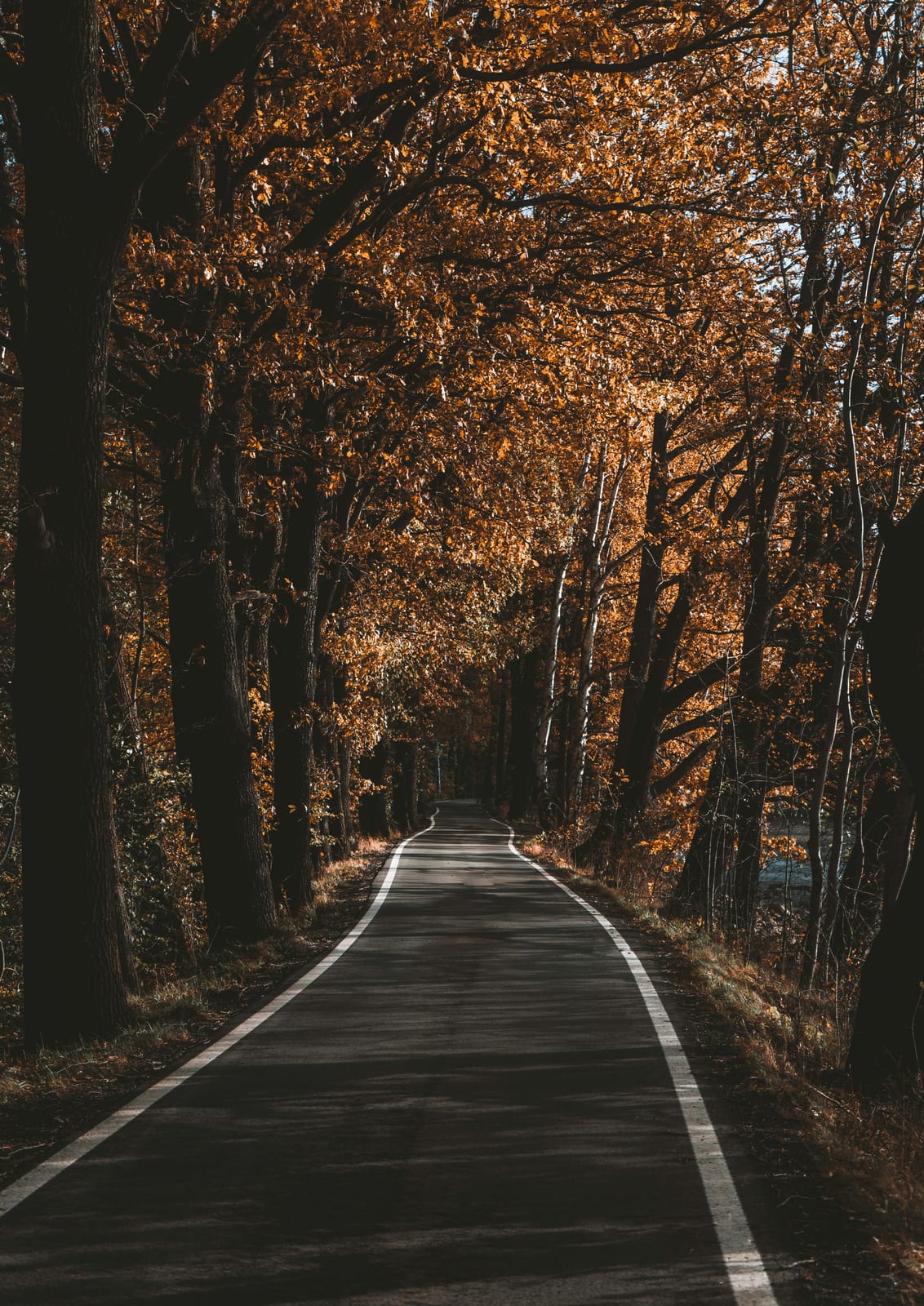 road among dark forest trees.